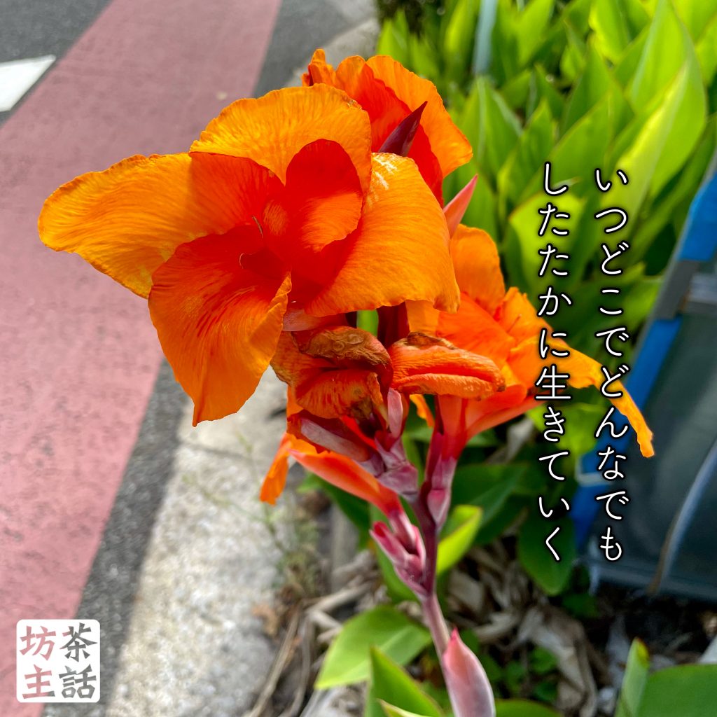 カンナ　オレンジ色花咲く　1株30cm前後苗 カンナ花散歩 カンナ オレンジ色花咲く 1株30cm前後苗