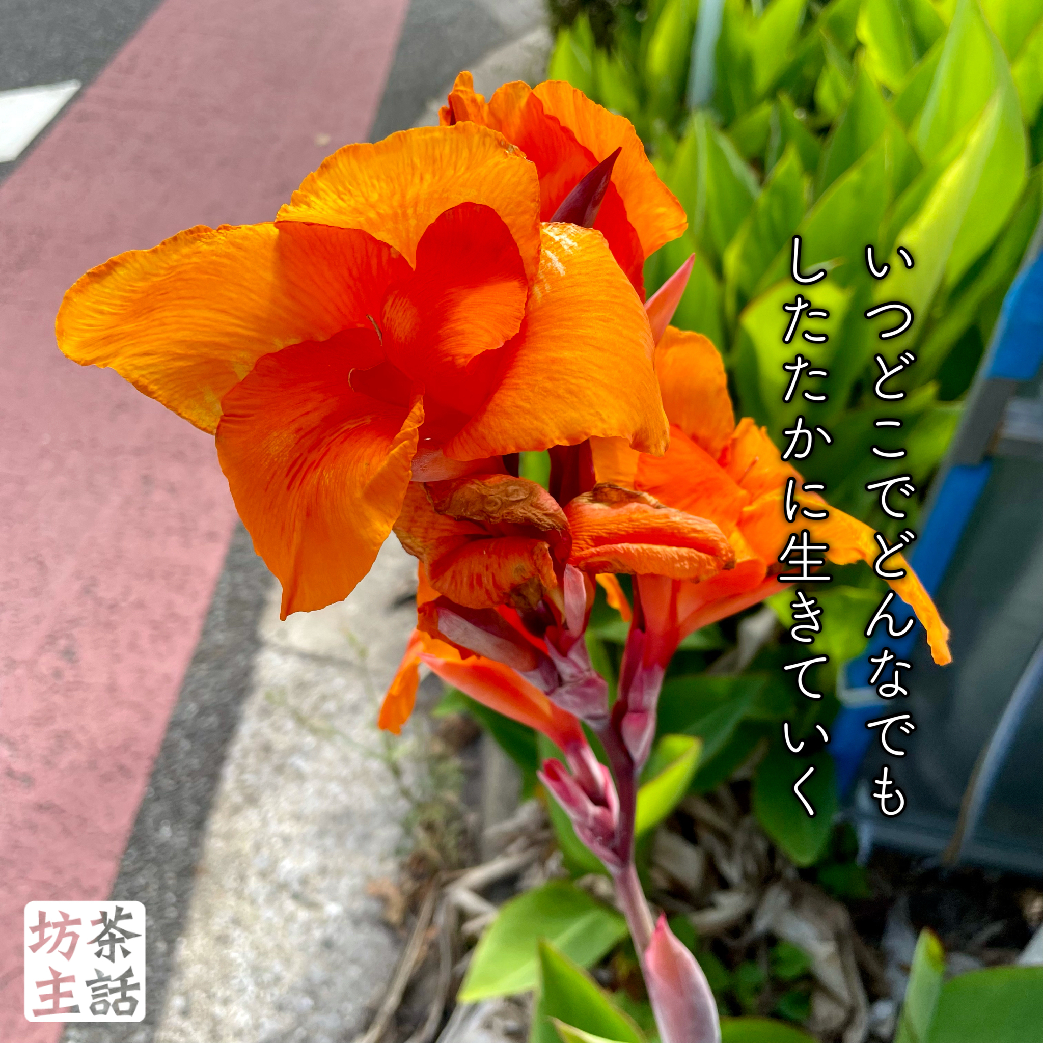 カンナの花と被爆とお酒の話と - 浄土宗 妙慶院 清岸寺